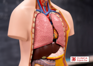 Por qué existen dos especialidades para el mismo sistema respiratorio